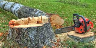 Professional Tree Care in Belton, TX
