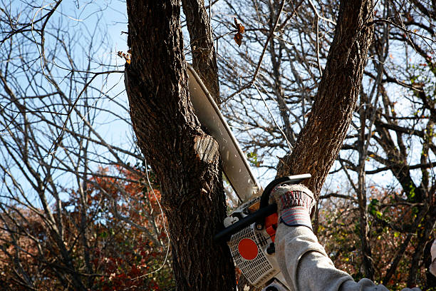 Mulching Services in Belton, TX