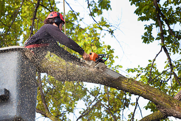 Best Tree Risk Assessment  in Belton, TX